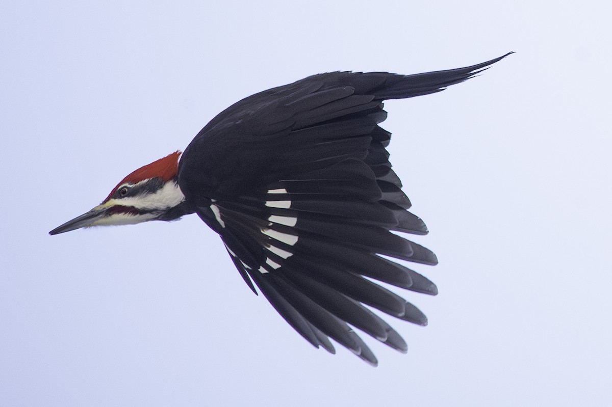 Pileated Woodpecker - Cam Nikkel
