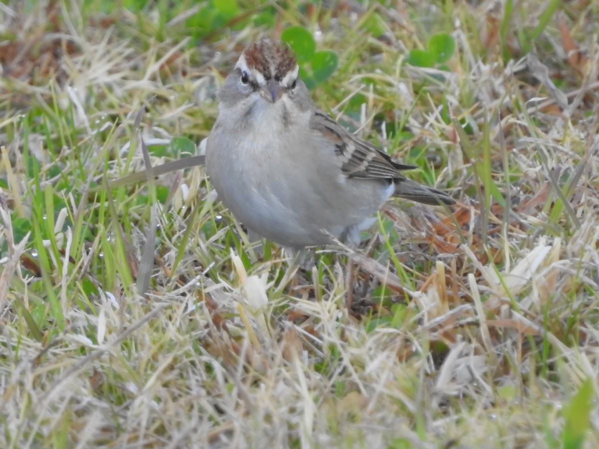 Chipping Sparrow - ML612359823