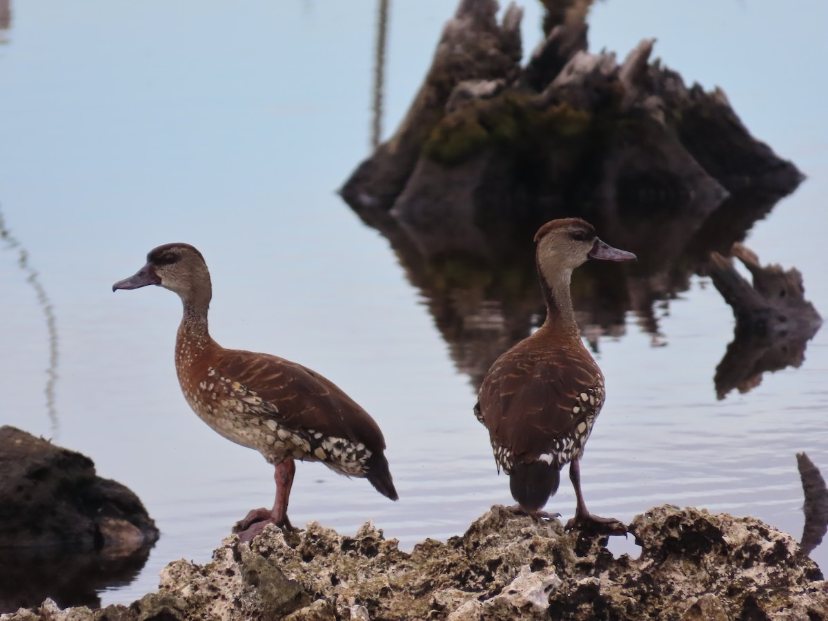 Spotted Whistling-Duck - ML612359868