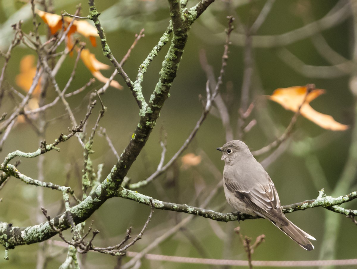 Townsend's Solitaire - ML612359911