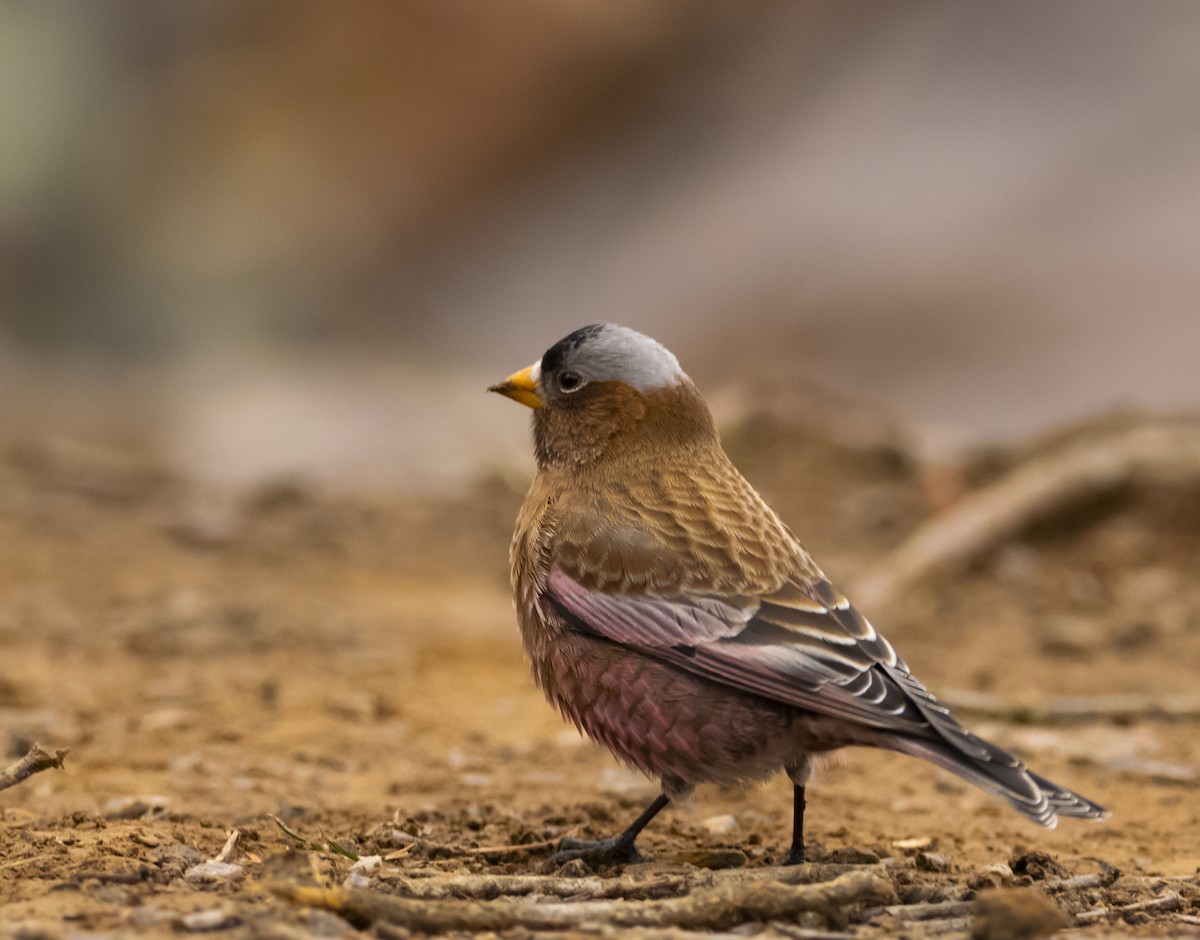 Gray-crowned Rosy-Finch - ML612359940