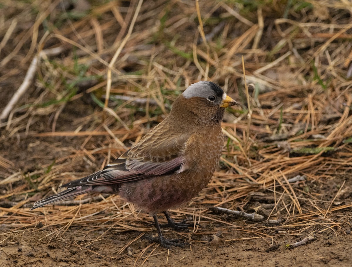 Gray-crowned Rosy-Finch - ML612359942