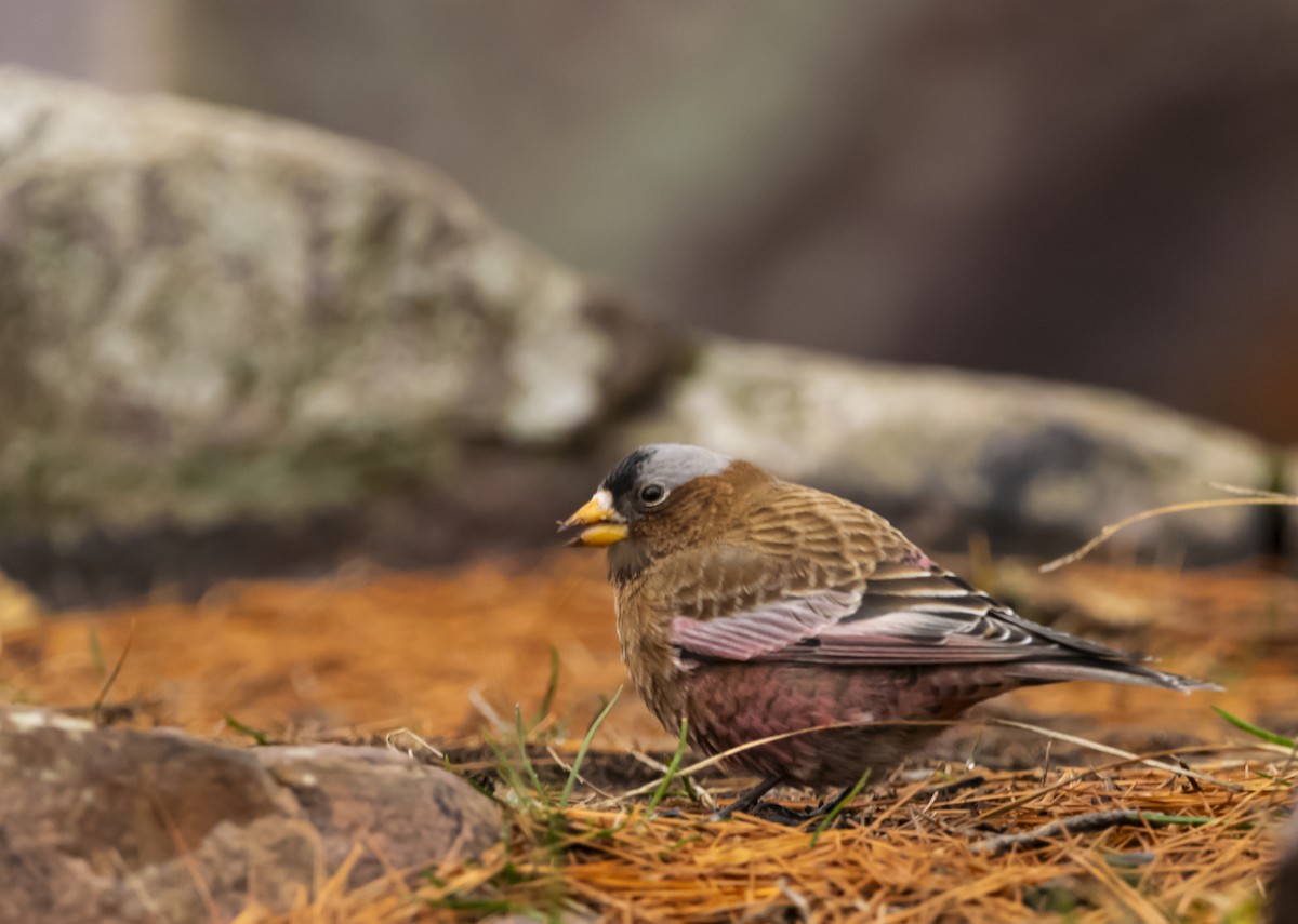 Gray-crowned Rosy-Finch - ML612359943