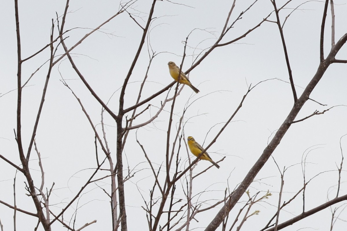 Grassland Yellow-Finch (Grassland) - Charles Davies