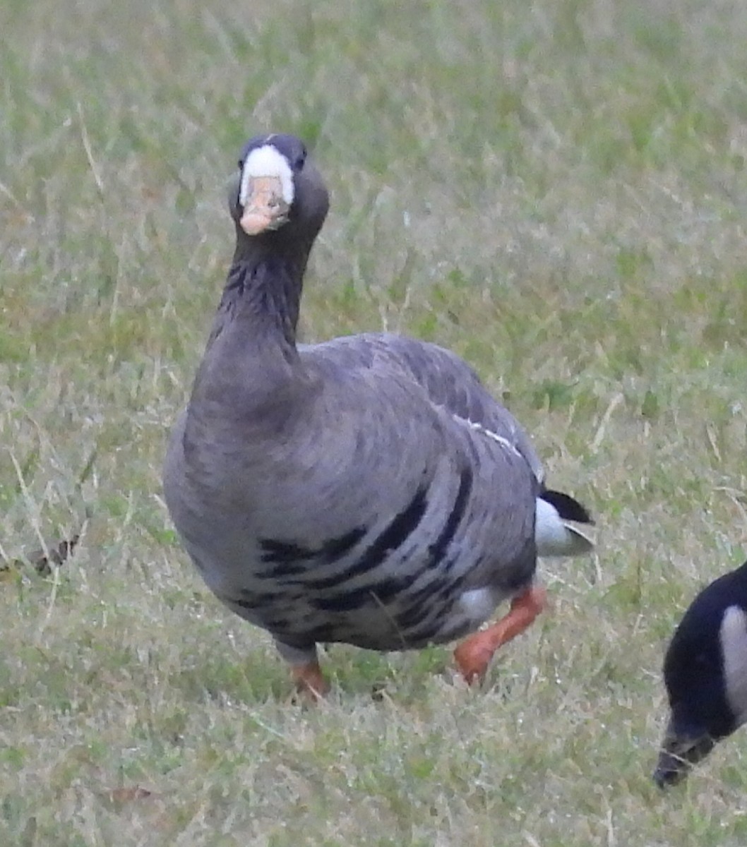 Greater White-fronted Goose - ML612360086