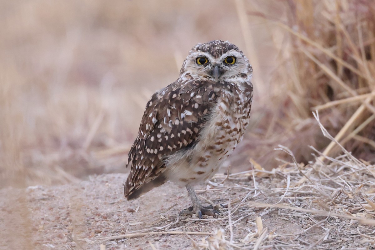 Burrowing Owl - ML612360148