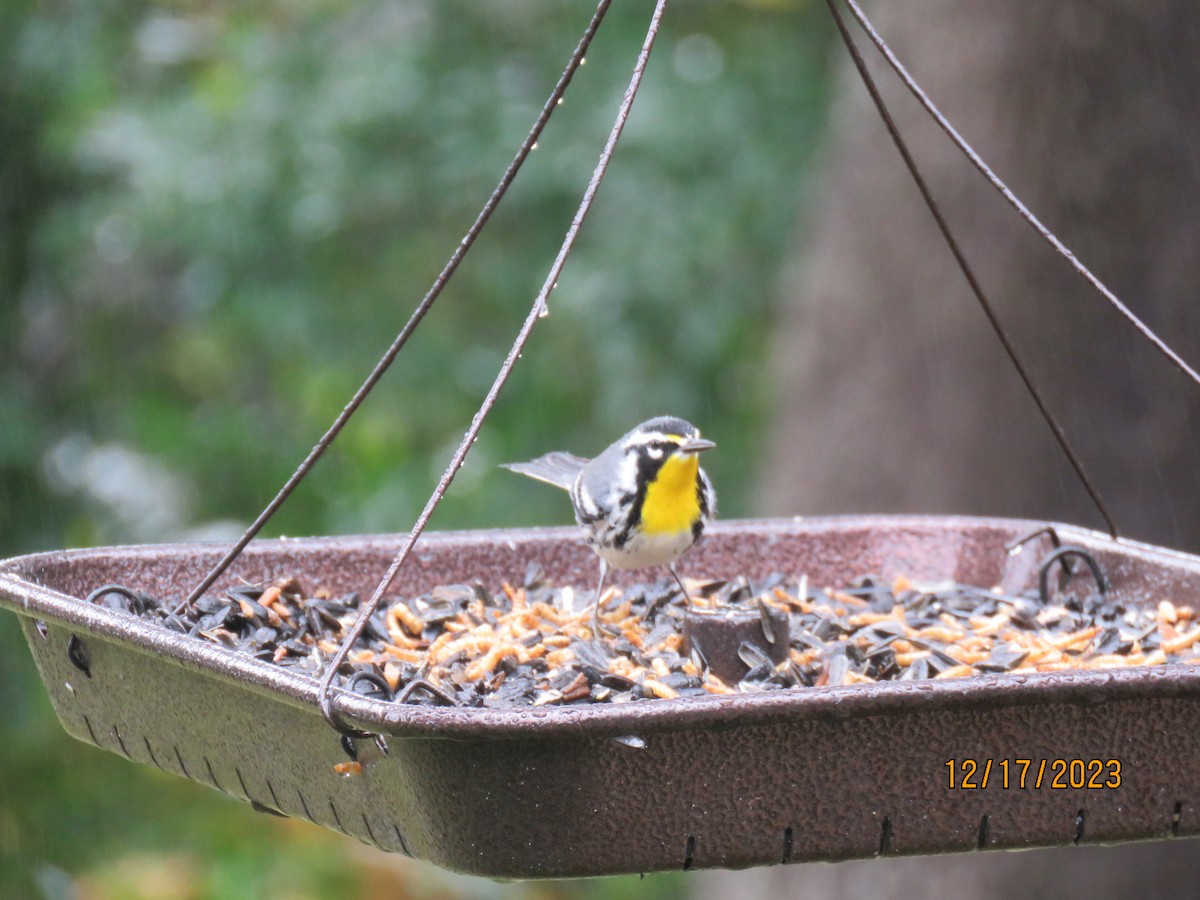 Yellow-throated Warbler - ML612360245