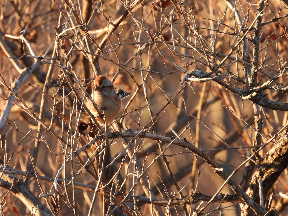 American Tree Sparrow - ML612360294