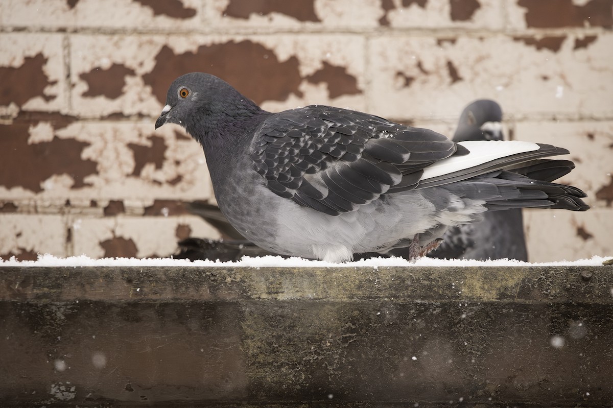 Rock Pigeon (Feral Pigeon) - ML612360345
