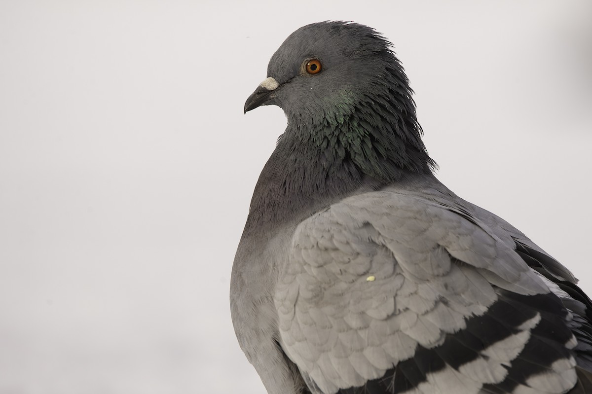 Pigeon biset (forme domestique) - ML612360434