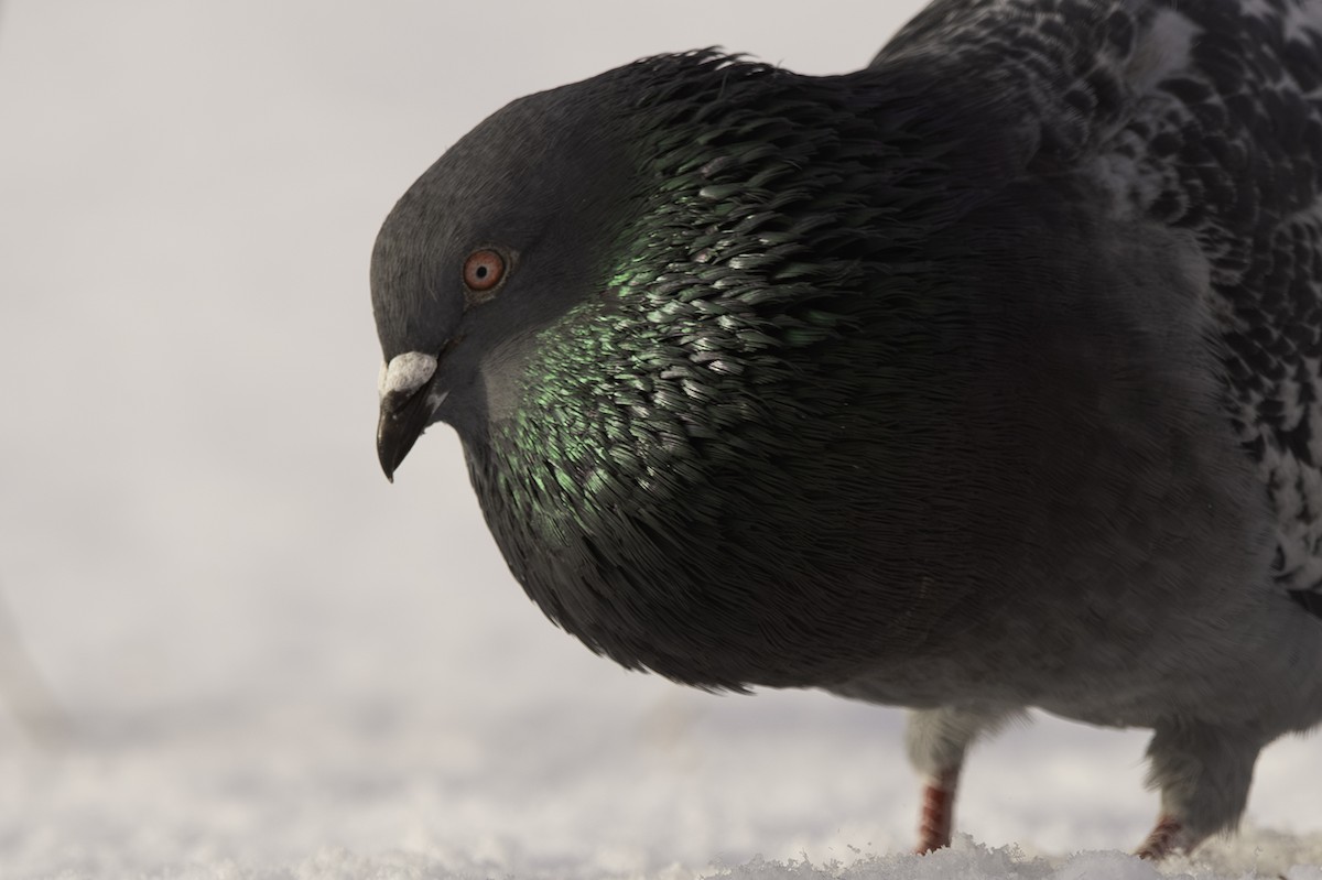 Rock Pigeon (Feral Pigeon) - ML612360435