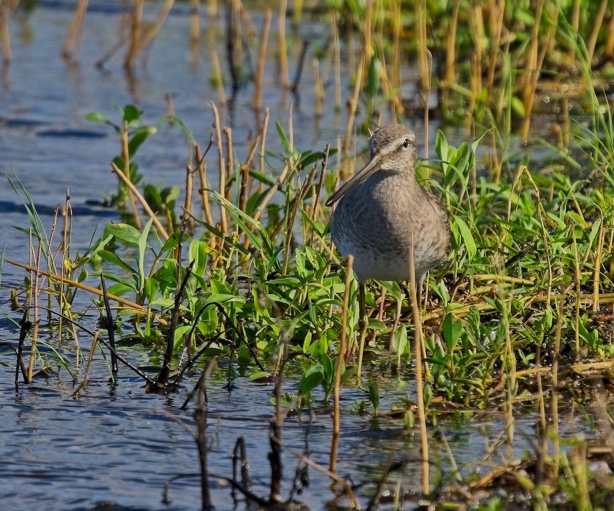 Long-billed Dowitcher - David Hall