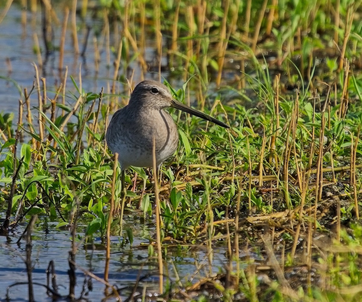 Long-billed Dowitcher - ML612360798