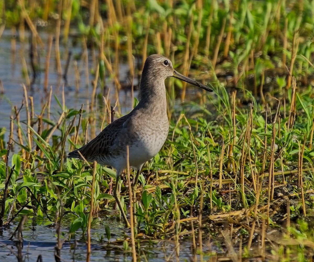 Long-billed Dowitcher - ML612360799