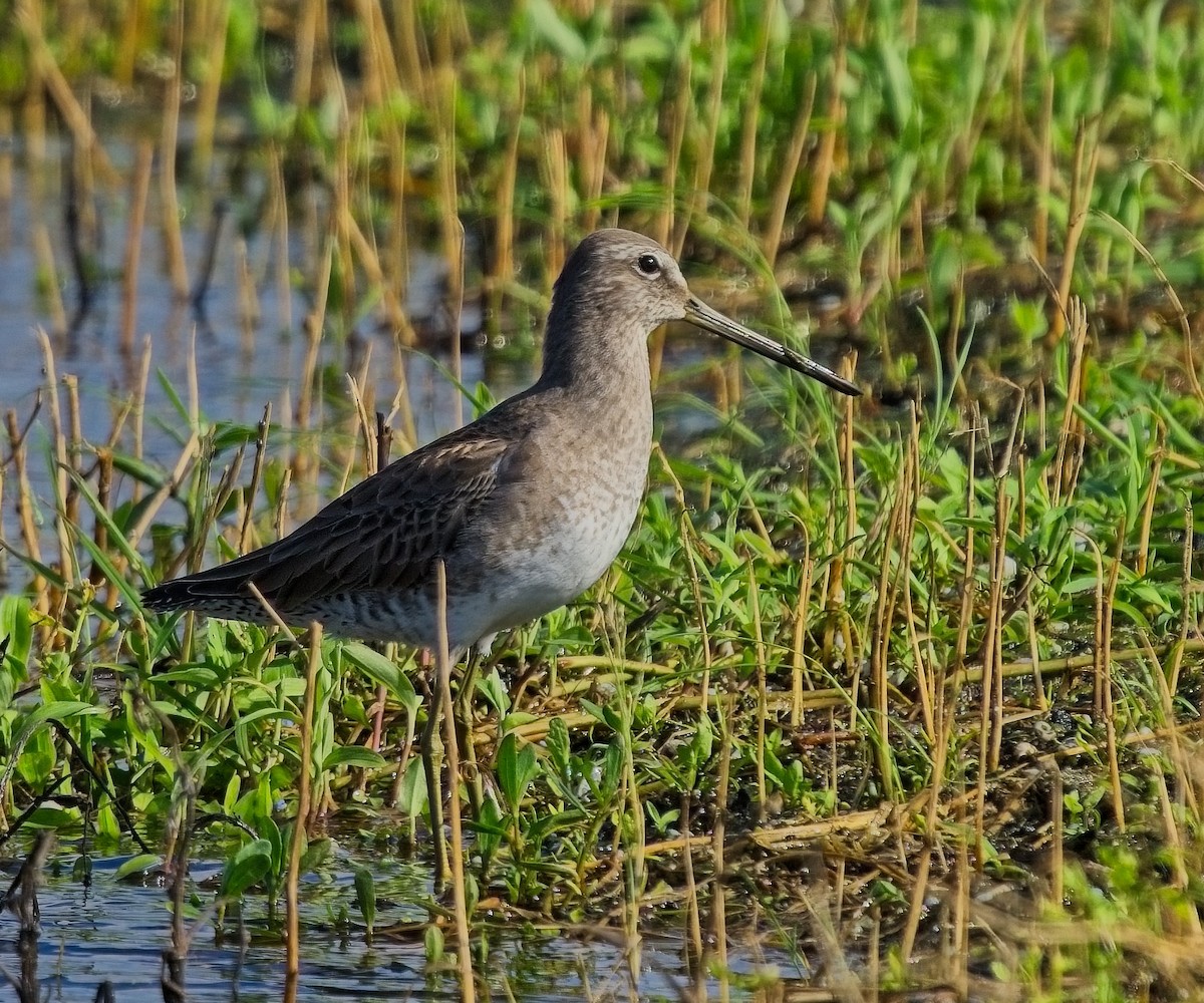 Long-billed Dowitcher - ML612360800