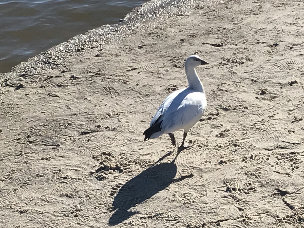eBird Checklist 16 Dec 2023 Lake Woodlands Northshore Park 15