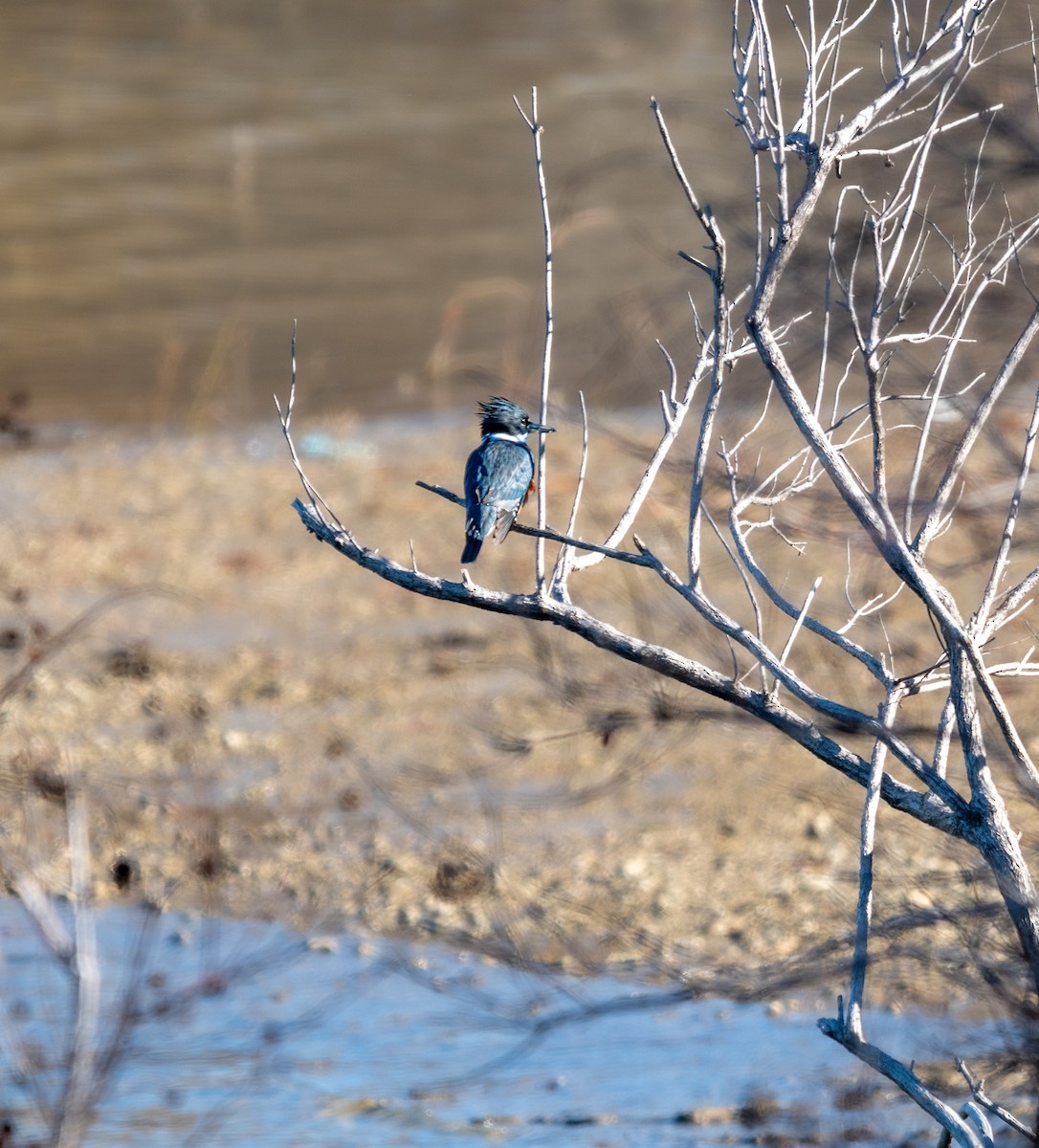 Belted Kingfisher - ML612361328