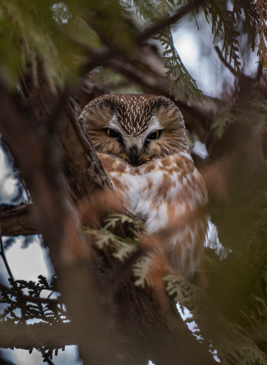 Northern Saw-whet Owl - C J