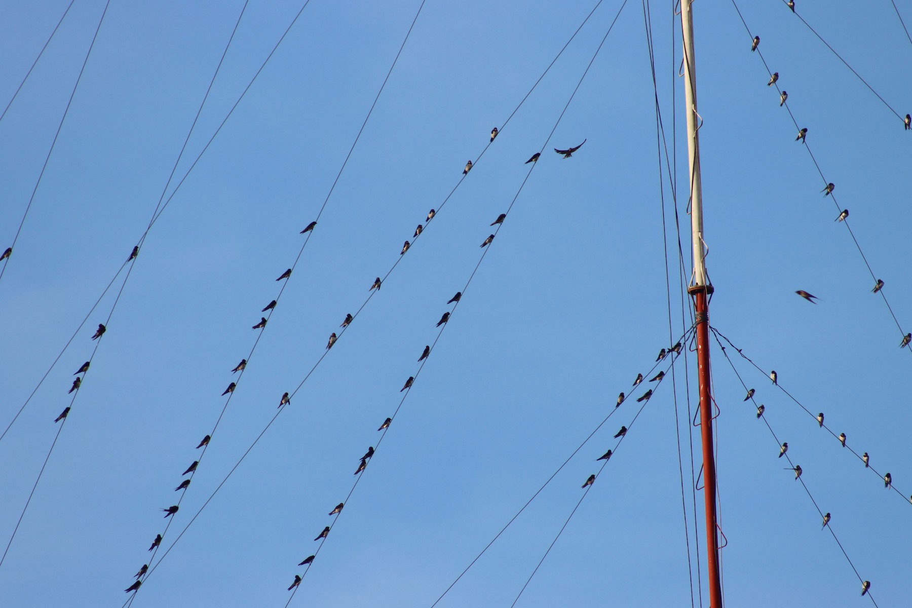 Barn/Pacific Swallow - eBird