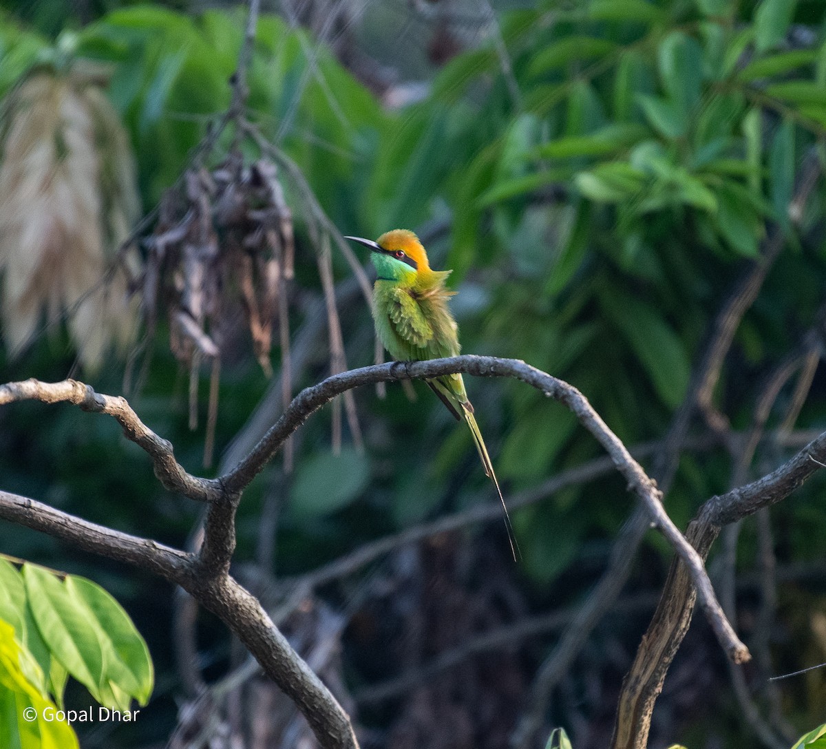 Asian Green Bee-eater - ML612361645