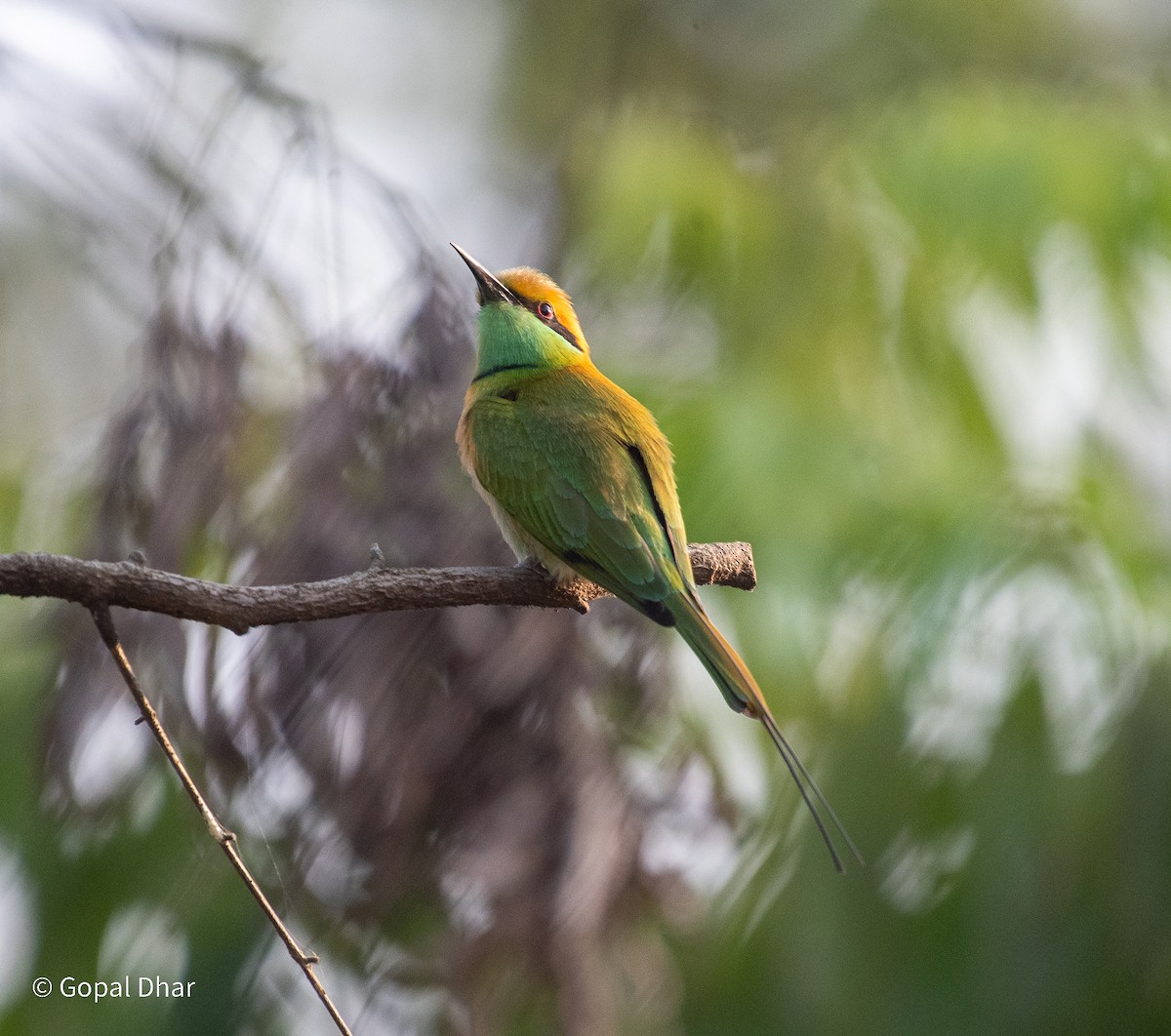 Asian Green Bee-eater - ML612361646