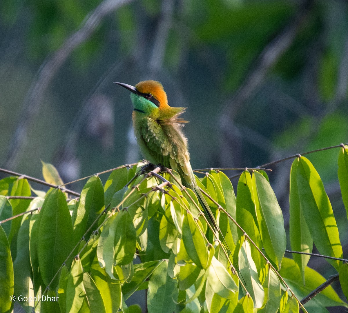 Asian Green Bee-eater - ML612361647