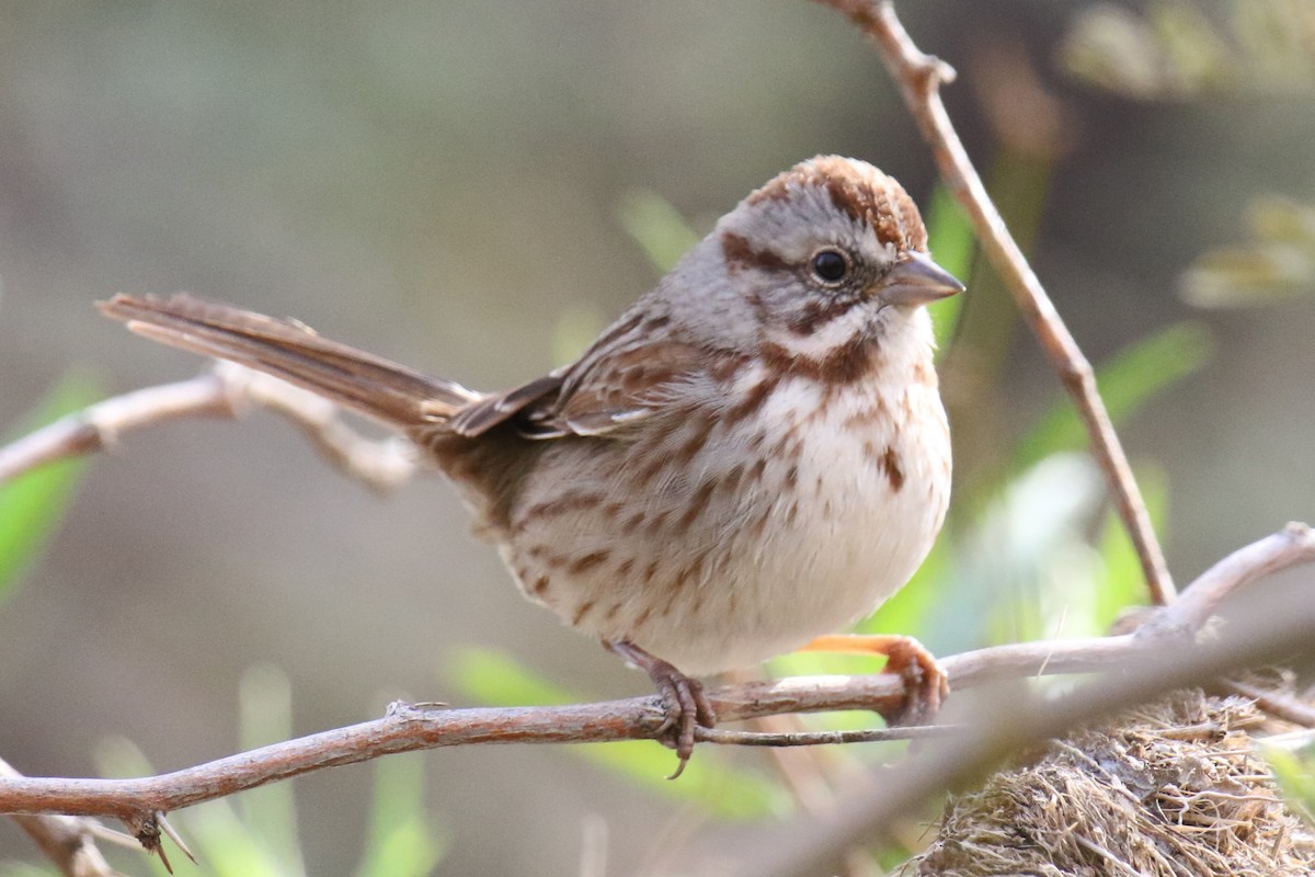 Song Sparrow (fallax Group) - ML612361651