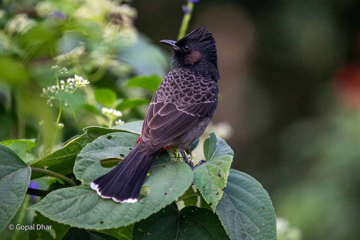 Red-vented Bulbul - ML612361681