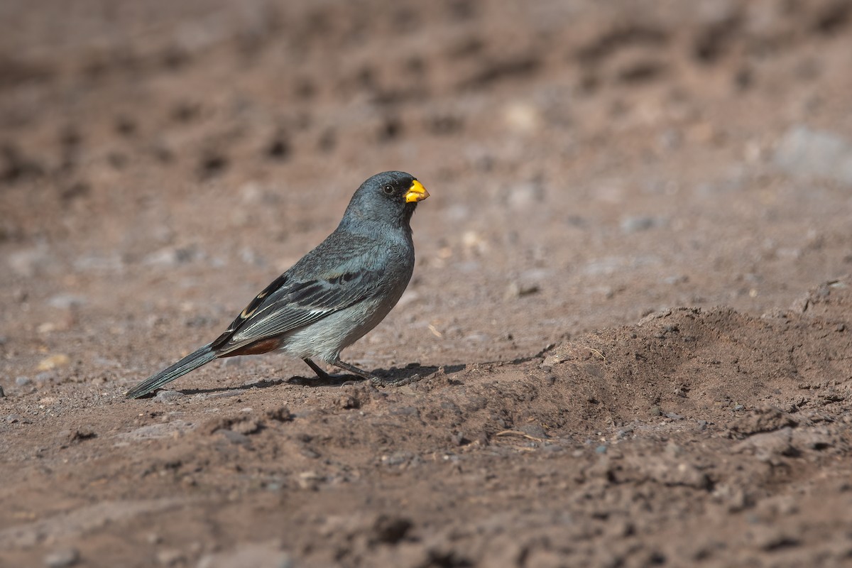 Band-tailed Seedeater - Pablo Re