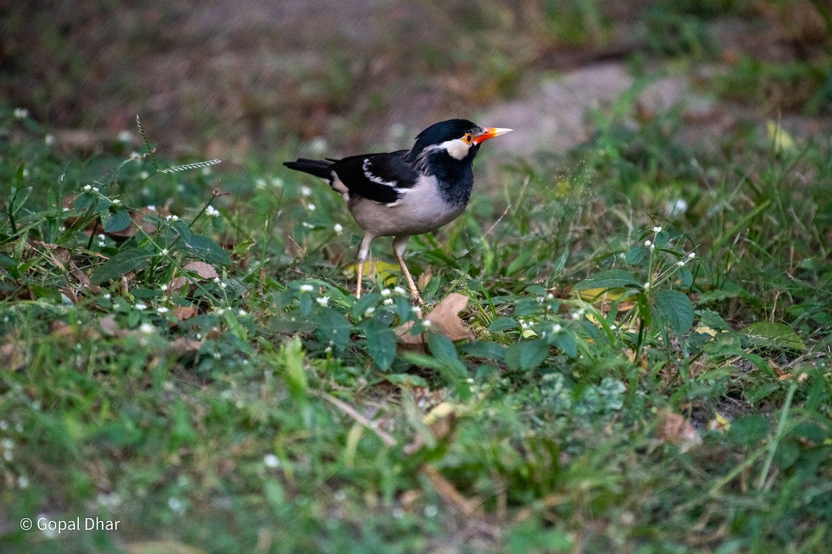 Indian Pied Starling - ML612361713