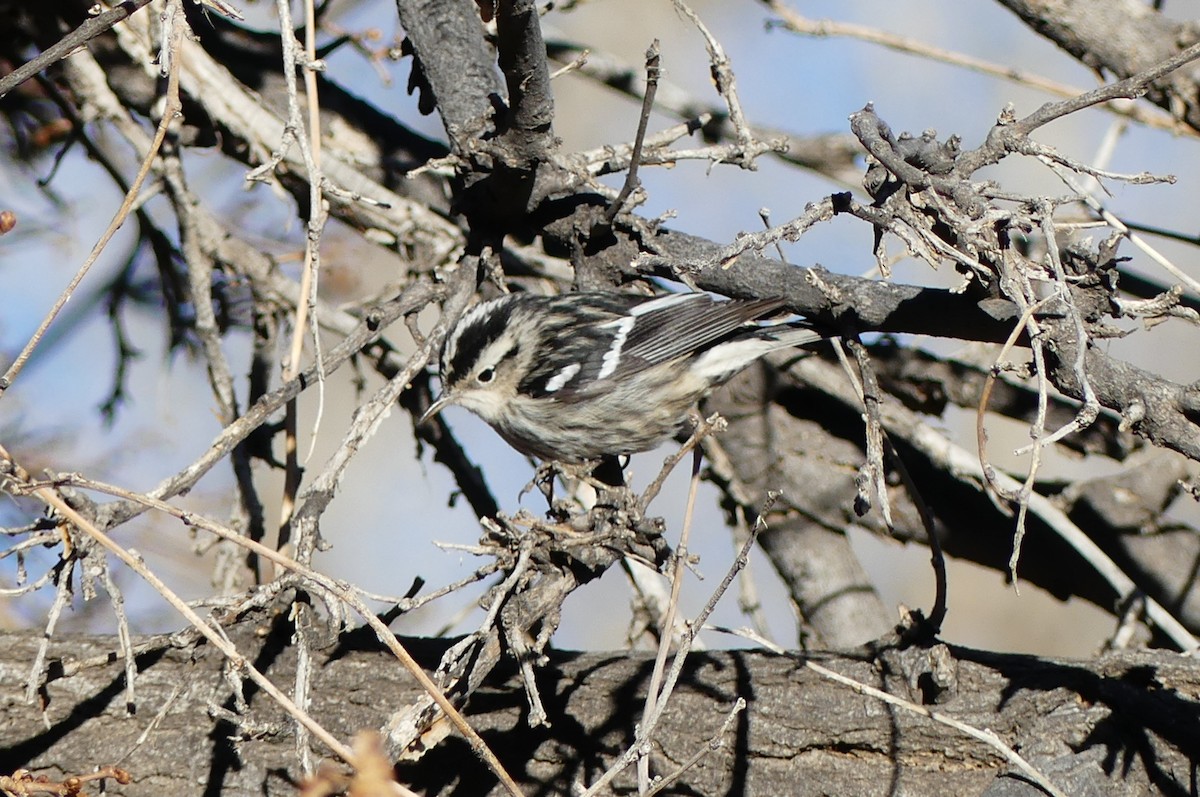 Black-and-white Warbler - ML612361724