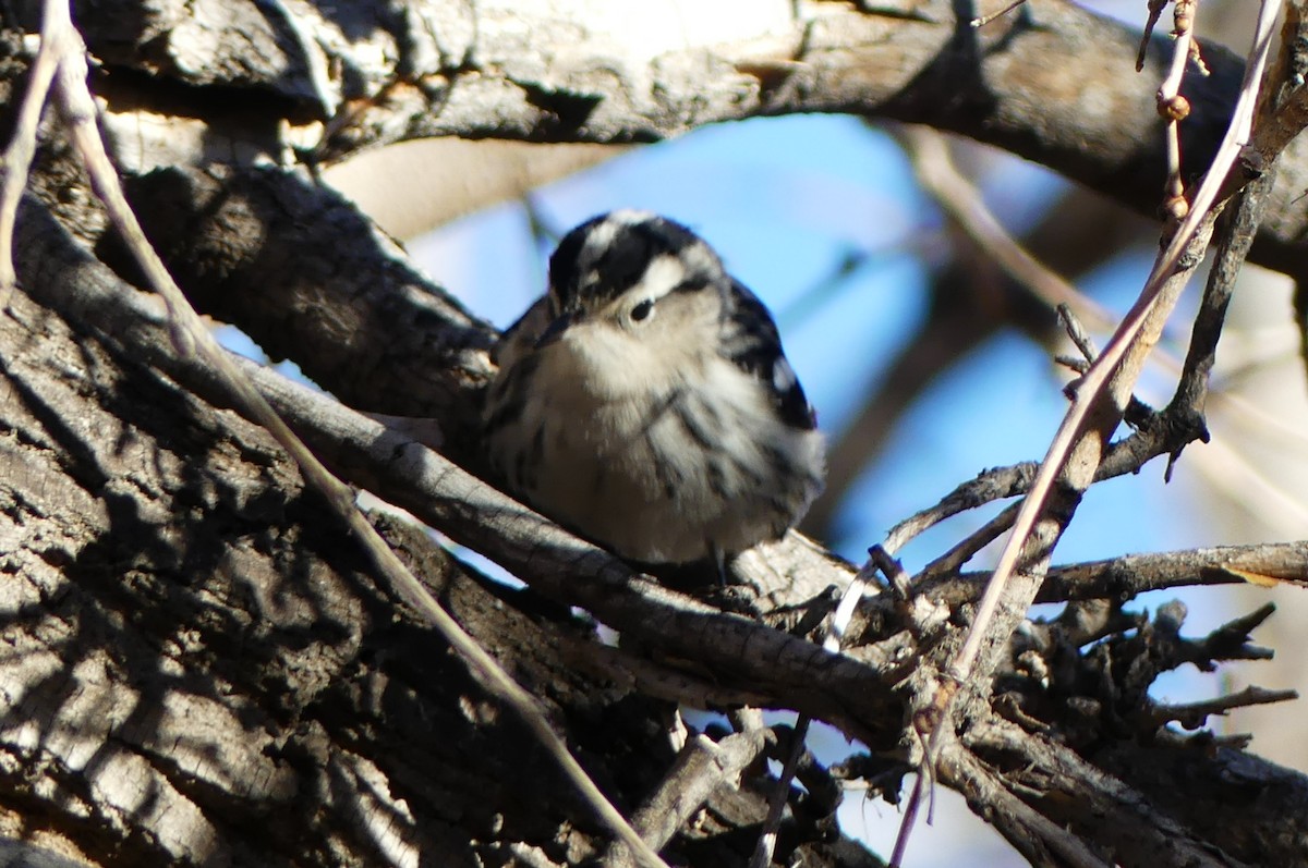 Black-and-white Warbler - ML612361725