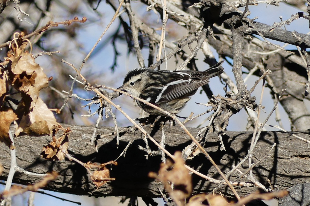Black-and-white Warbler - ML612361726