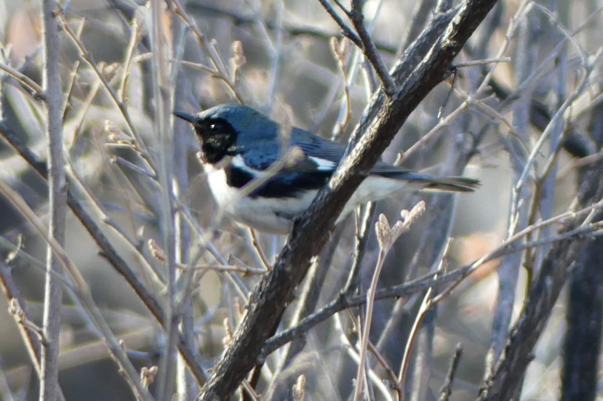 Black-throated Blue Warbler - Brandon K. Percival