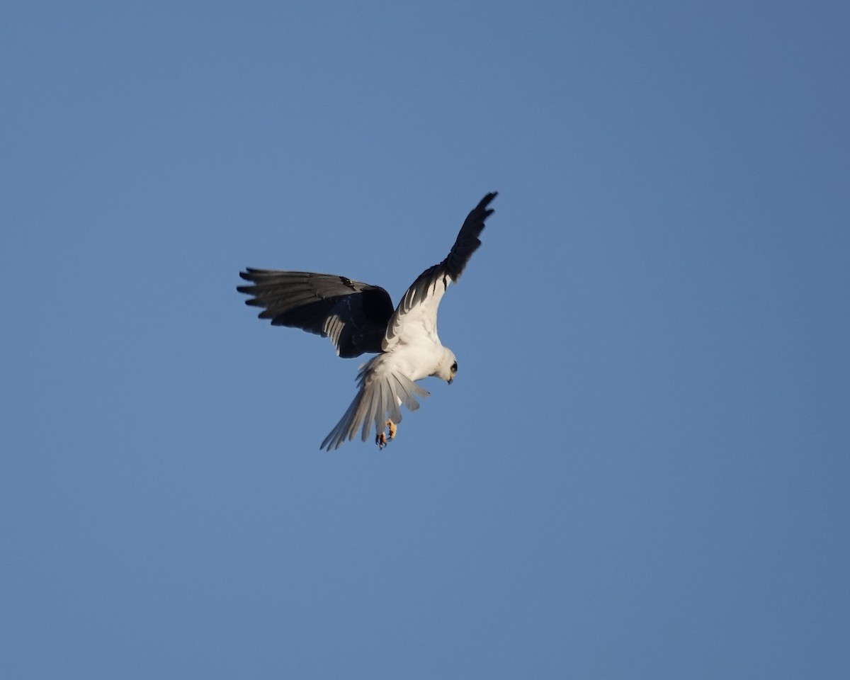 White-tailed Kite - ML612361907