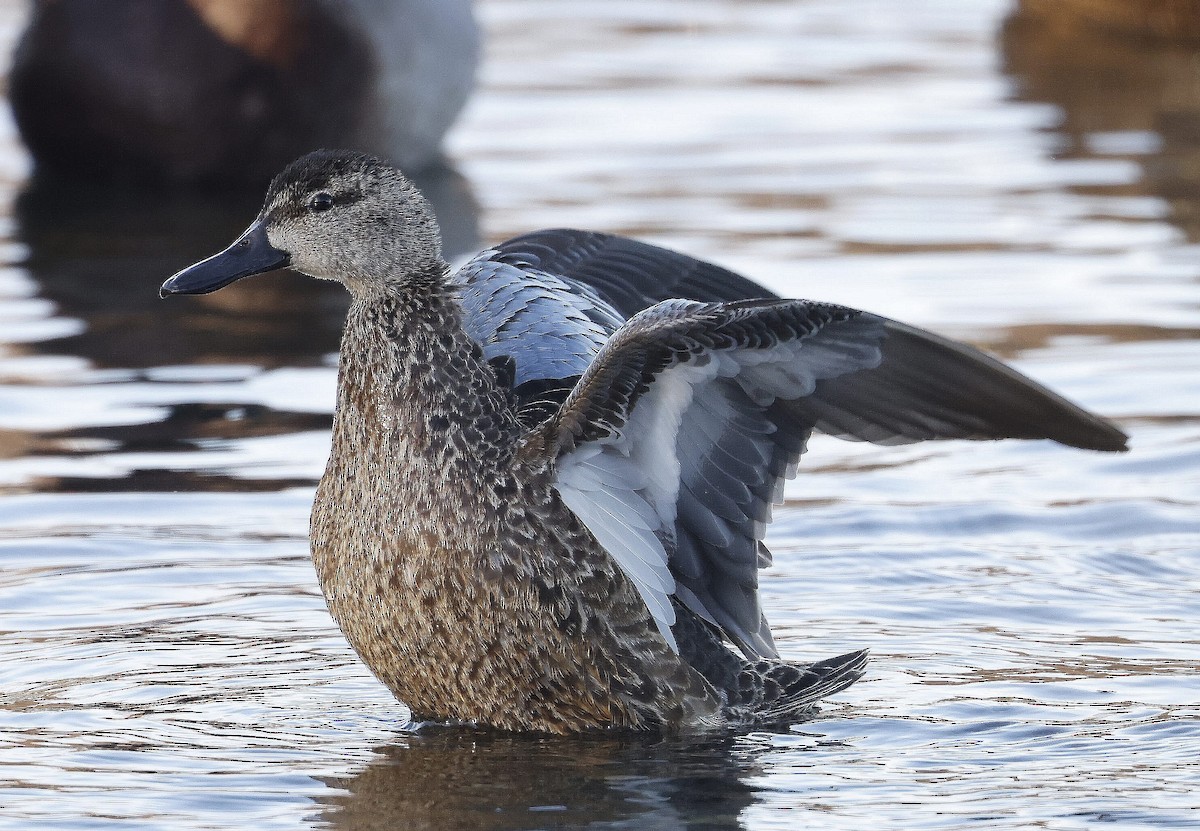 Blue-winged Teal - ML612362015