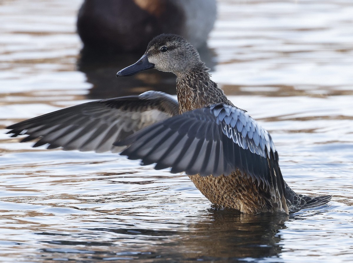 Blue-winged Teal - ML612362143
