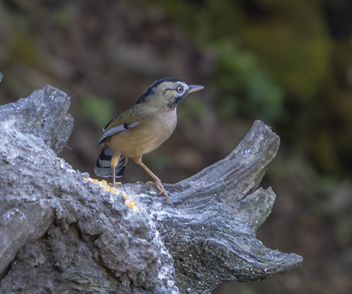 Moustached Laughingthrush - David Chang