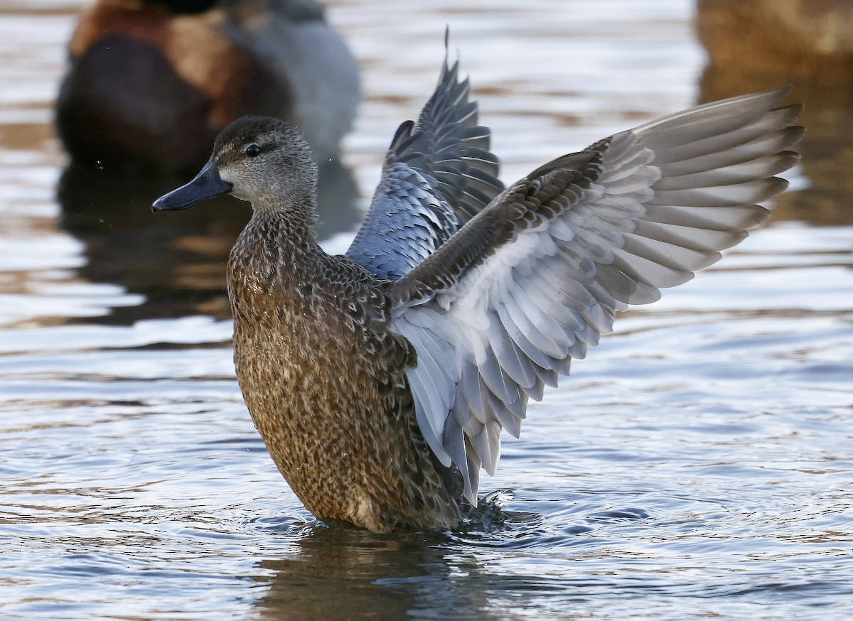 Blue-winged Teal - Charles Fitzpatrick