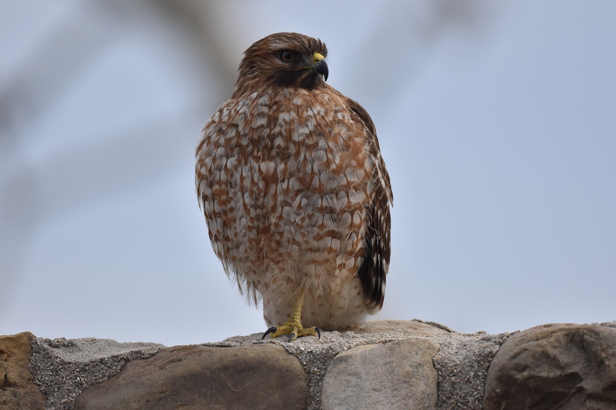 ebird-checklist-17-dec-2023-malibu-lagoon-state-beach-including