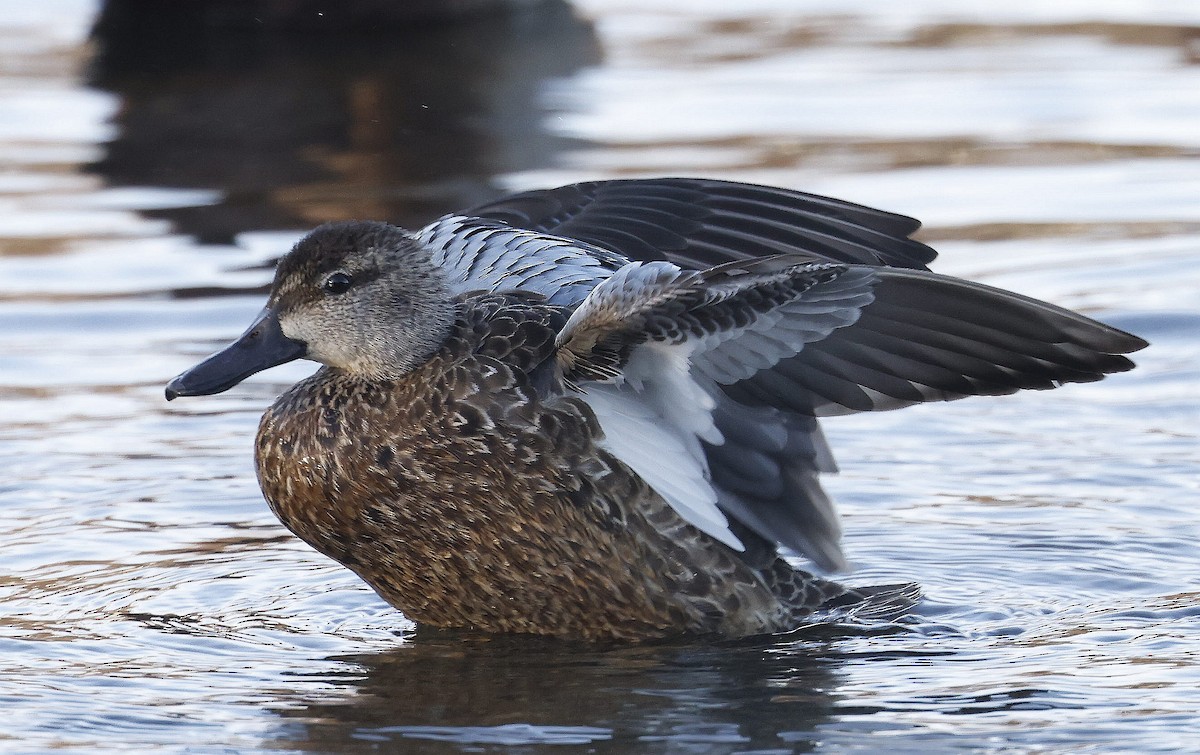 Blue-winged Teal - ML612362450