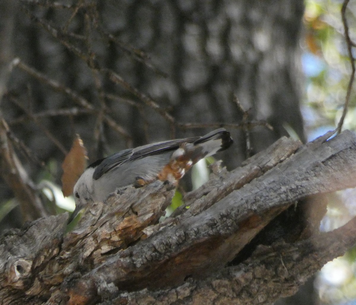 White-breasted Nuthatch (Interior West) - Brian Nicholas