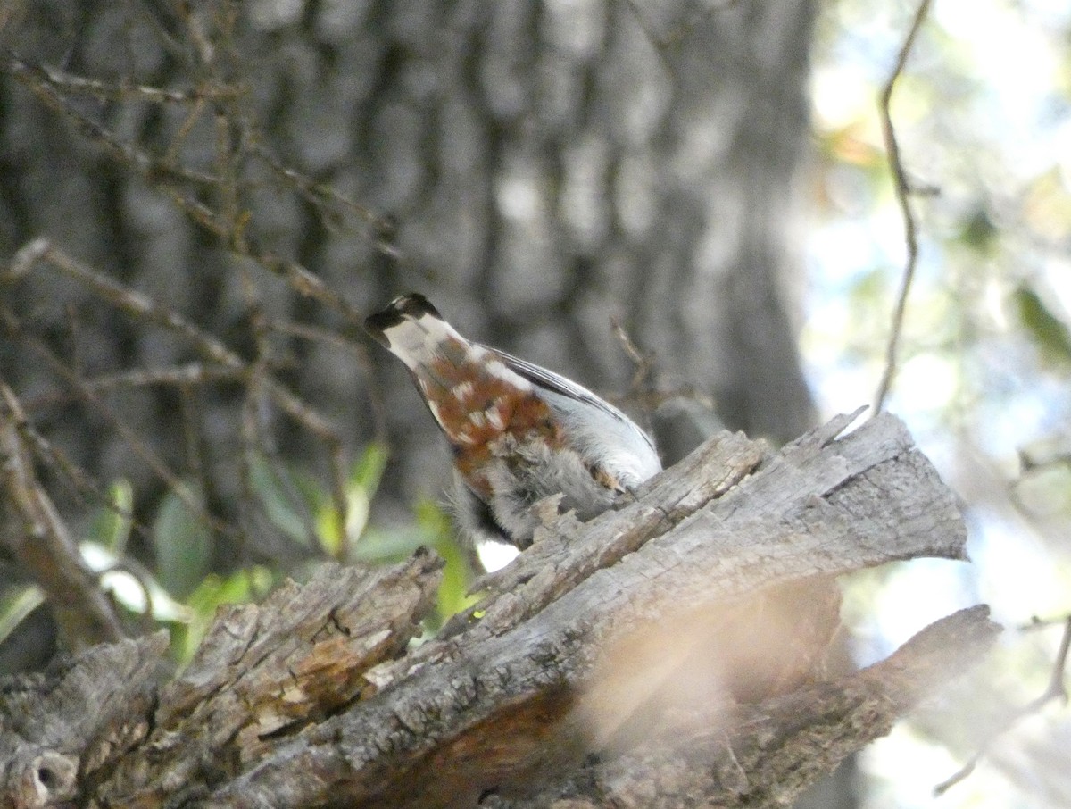 White-breasted Nuthatch (Interior West) - ML612362482