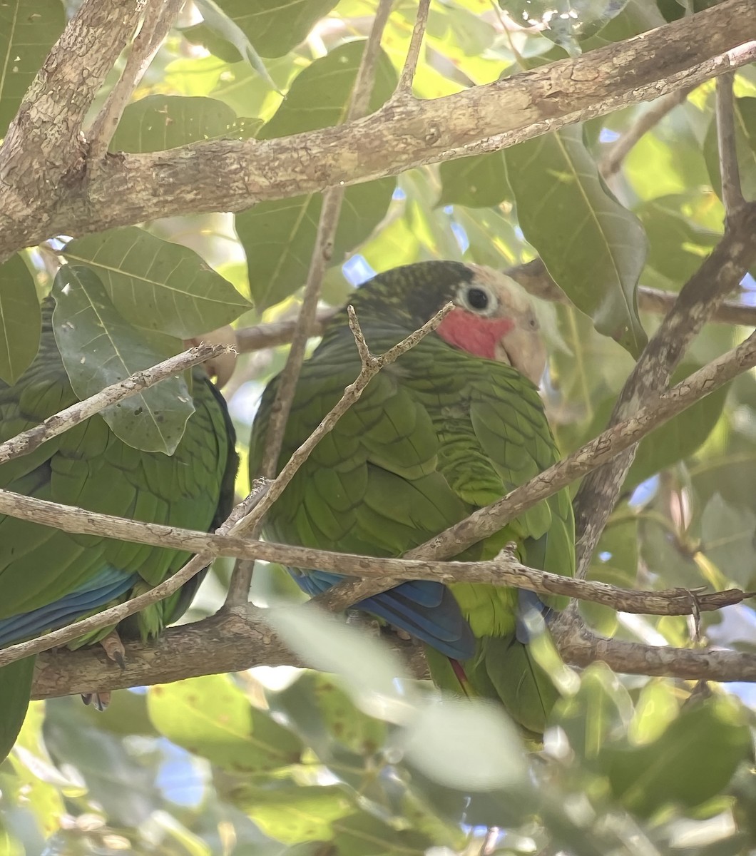 Cuban Parrot (Cuban) - ML612362652