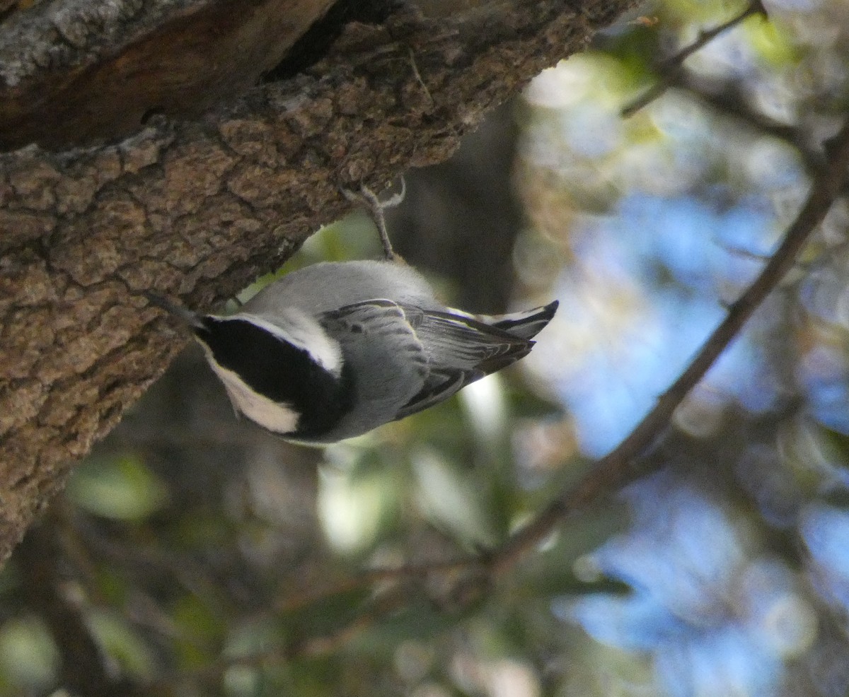White-breasted Nuthatch (Interior West) - ML612362786
