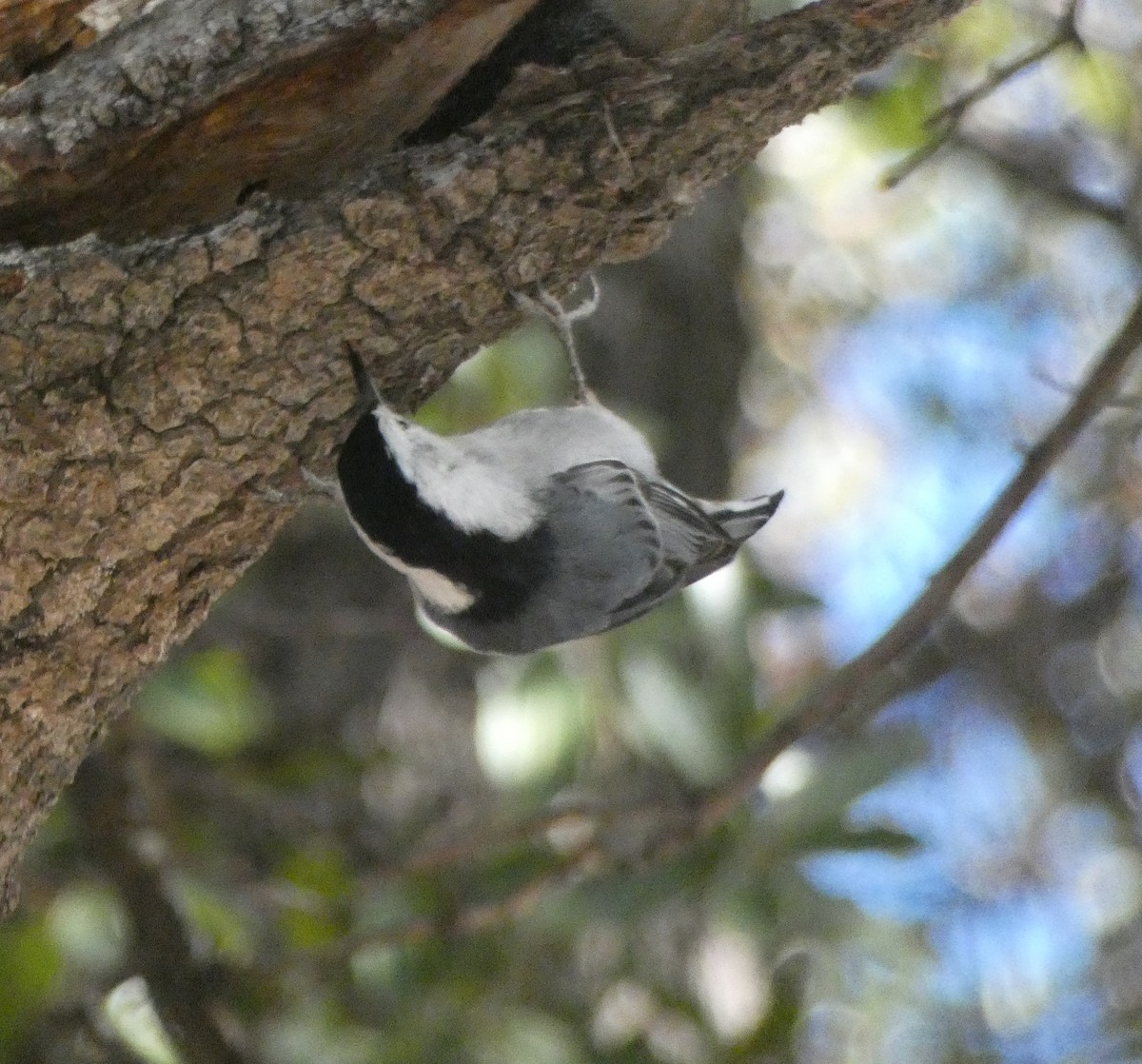 White-breasted Nuthatch (Interior West) - ML612362787