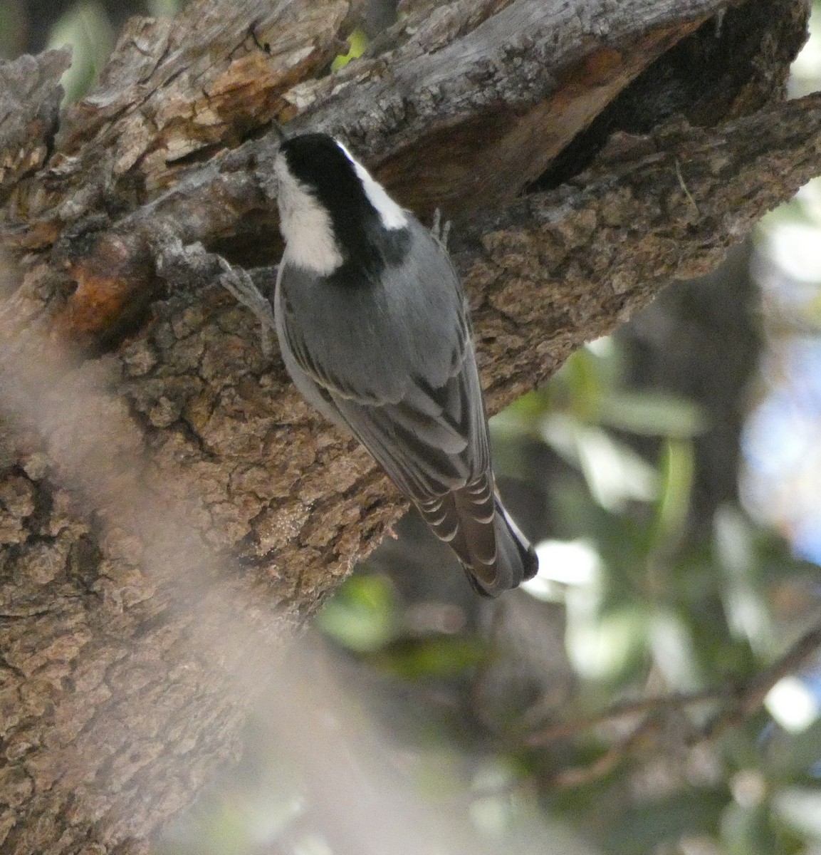 White-breasted Nuthatch (Interior West) - ML612363131
