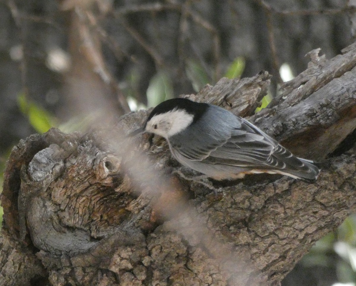 White-breasted Nuthatch (Interior West) - ML612363133
