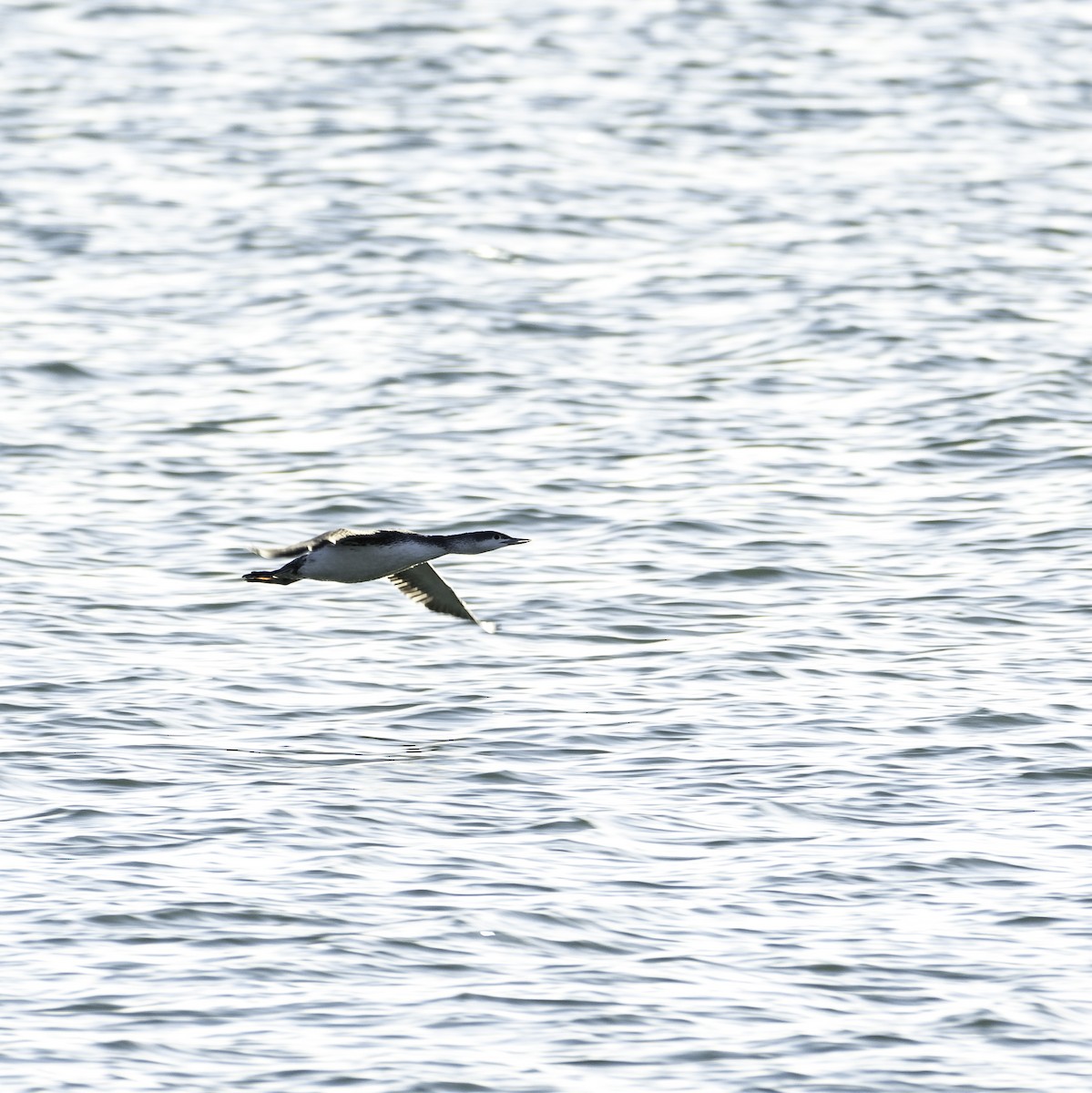 Red-throated Loon - ML612363694