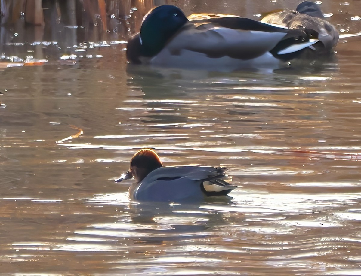 Green-winged Teal - ML612363799